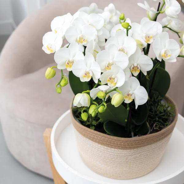 Witte Orchideeënset Mono Bouquet in Reed Basket inclusief Waterreservoir