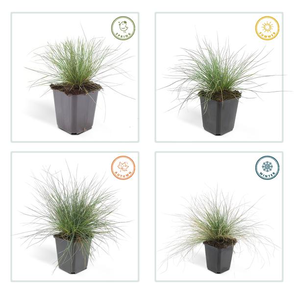 Festuca glauca &