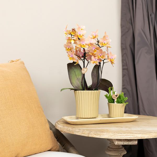 Retro khaki bloempot khaki kleurige keramieken sierpot 6 cm