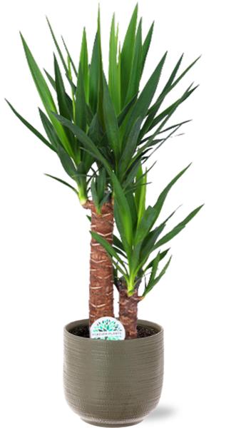 Yucca Elephantipes - Ø17 - ↨85cm + Aresso Pot D18x16,5cm - Grijs Groen