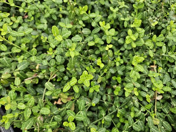 Euonymus fort. &