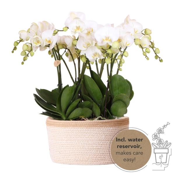 Complete Mono Bouquet wit Orchideeënset in Cotton Basket inclusief Waterreservoir