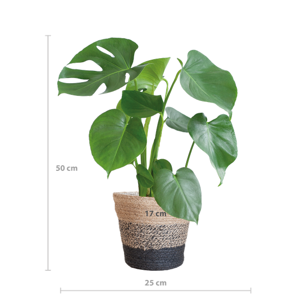 Monstera Deliciosa met Lissabon mand zwart - 50cm - Ø17