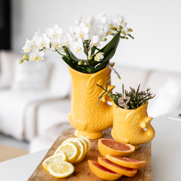 Kolibri Orchids | Witte orchidee &