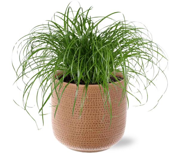 Cyperus Alternifolius - Ø12cm - ↕20 cm + Aresso Pot D13x12,5cm - Bruin