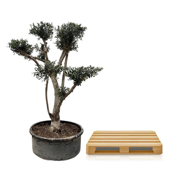 Olea Europaea Pompon – 210 cm – Ø80
