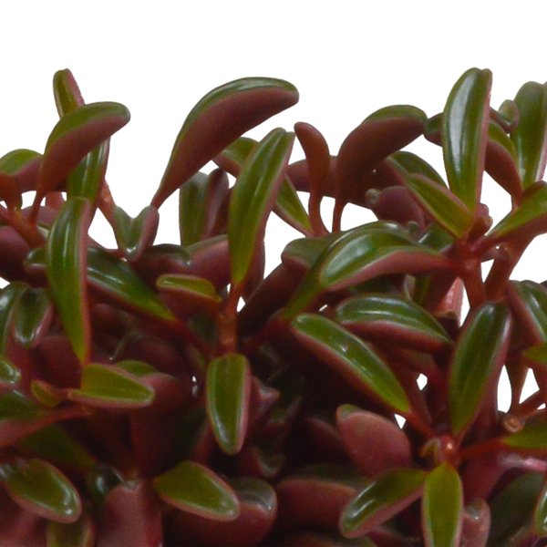 Peperomia graveolens - in witte pot