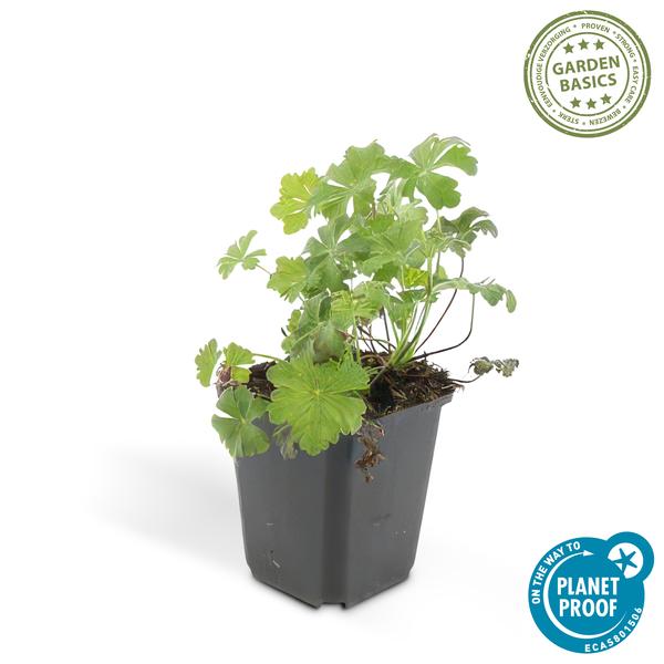 Geranium cant. &