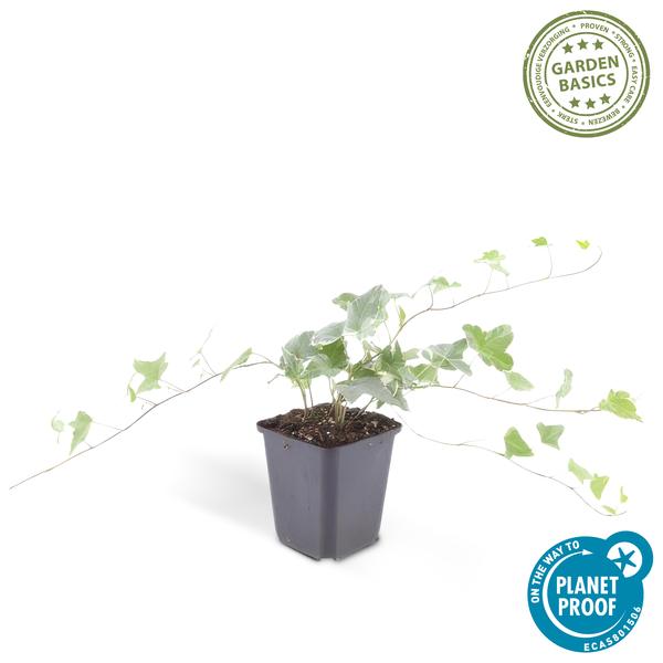 Hedera helix &