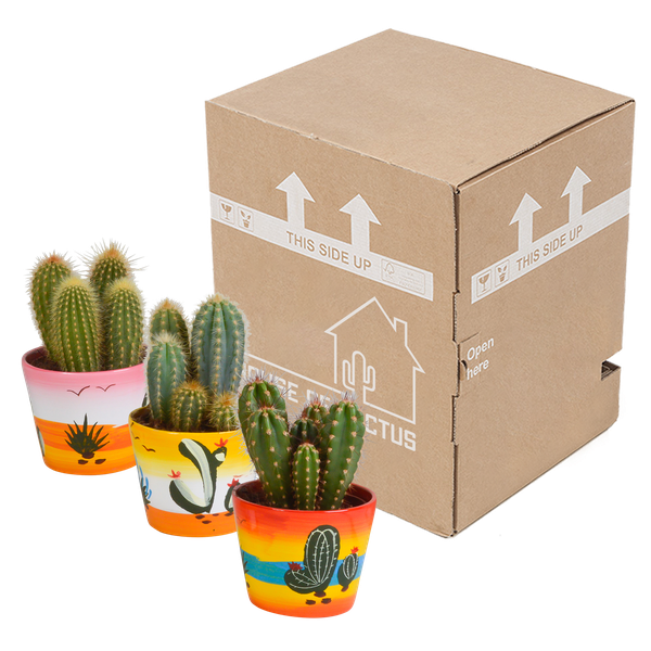 Cereus mix 10,5cm - 3x - in Mexicaanse pot