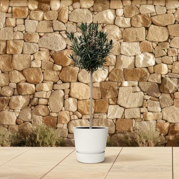 Nerium Oleander auf Stiel mit roter Blüte – 170 cm – Ø40