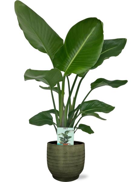 Strelitzia Nicolai - Ø19cm - ↕90cm + Lykke Pot D21x20cm - Groen