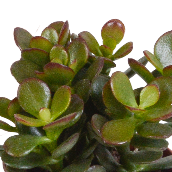 Crassula mix 8.5 cm - zonder pot - 3x