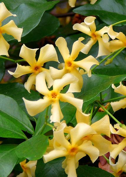 Trachelospermum &