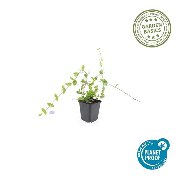 Vinca minor &