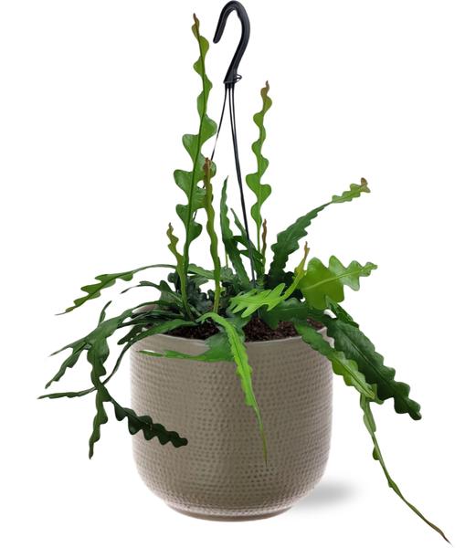 Epiphyllum Anguliger - Ø14cm - ↕35cm + Aresso Pot D15,5x14,5cm - Grijs Groen