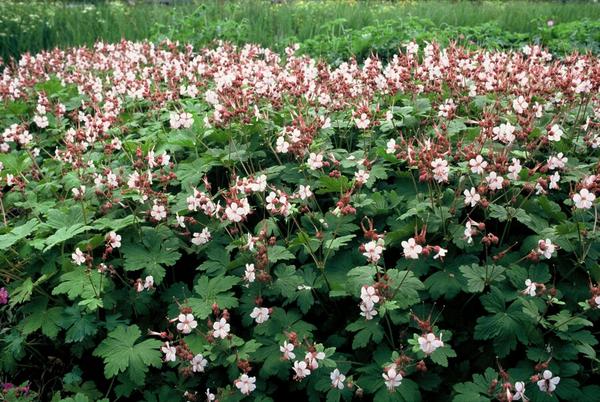 Geranium macr. &