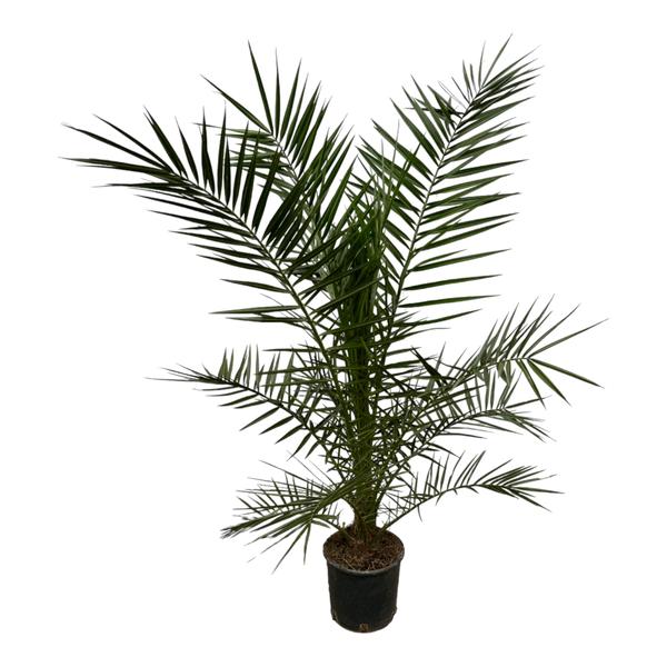 Phoenix Canariensis - Dadelpalm