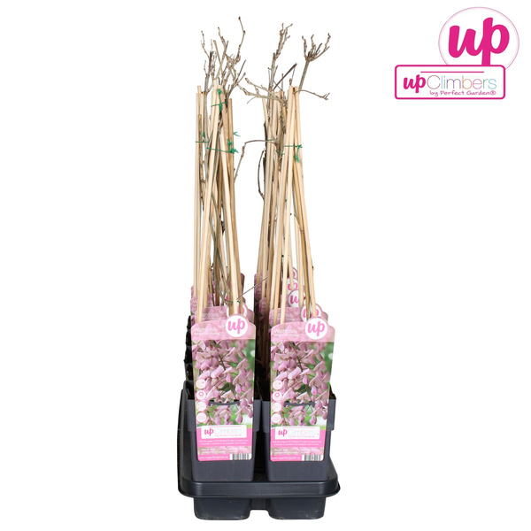 Wisteria floribunda &