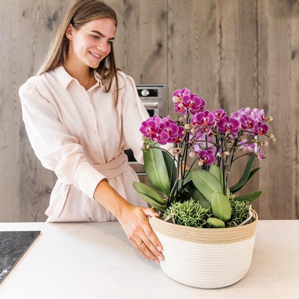 Paarse Plantenset in Cotton Basket inclusief waterreservoir