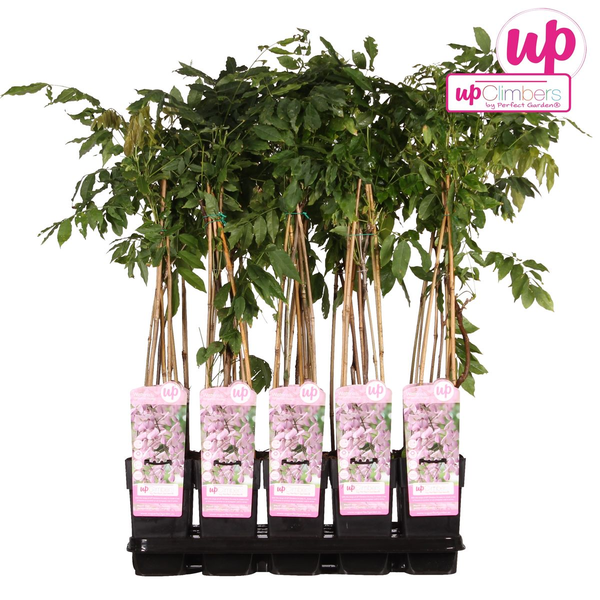 Wisteria floribunda &