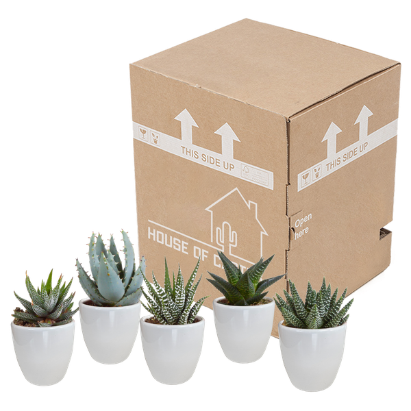 Gasteria/Haworthia mix 5,5cm - in witte pot - 5x