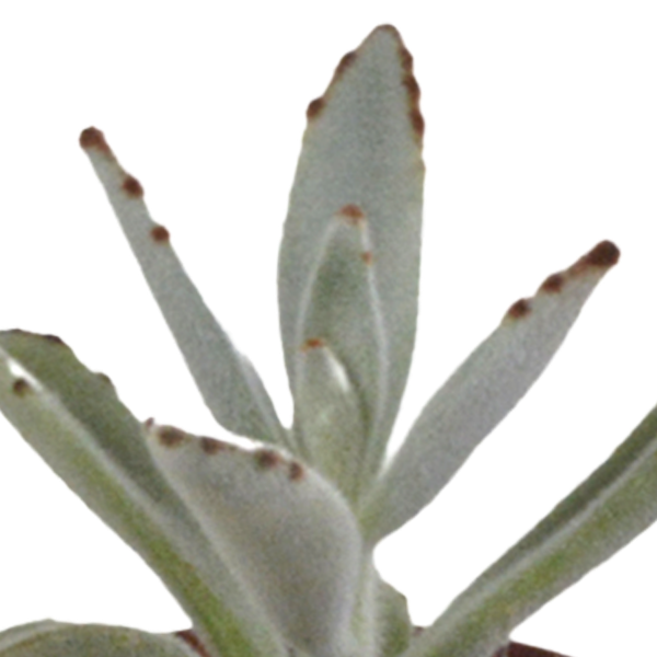 Vetplanten mix 5.5 cm - 5x - zonder pot
