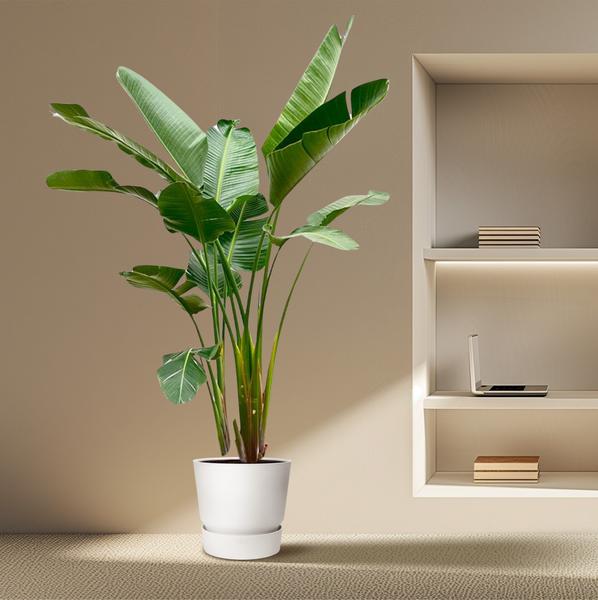 XXL planten