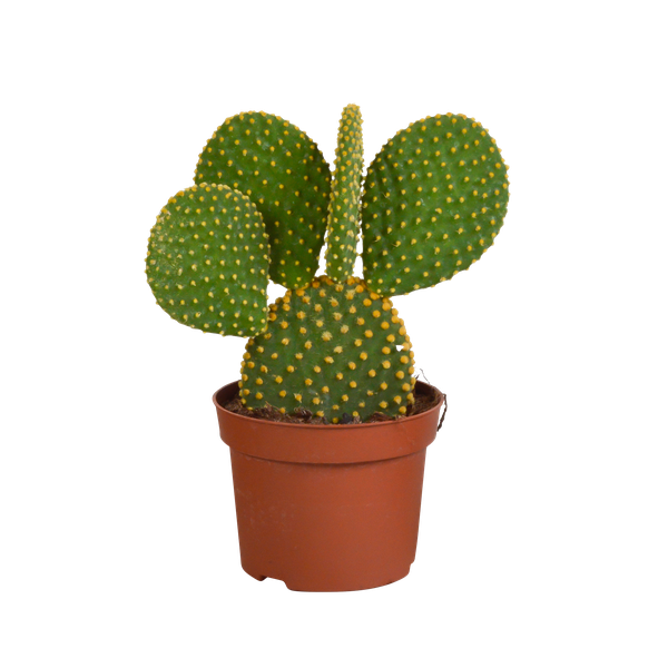Opuntia microdasys - 12cm - zonder pot