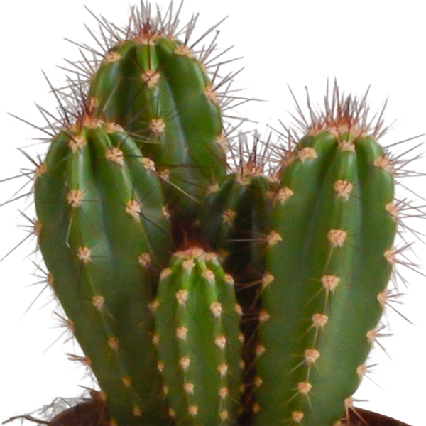 Cereus mix 10,5cm - 3x - in Mexicaanse pot