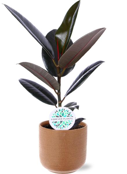 Ficus Elastica Abidjan - Ø17cm - ↕60cm + Aresso Pot D18x16,5cm - Bruin