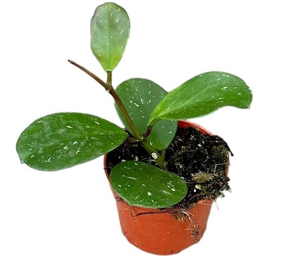 Hoya Obovata - Ø10,5cm - ↕10cm