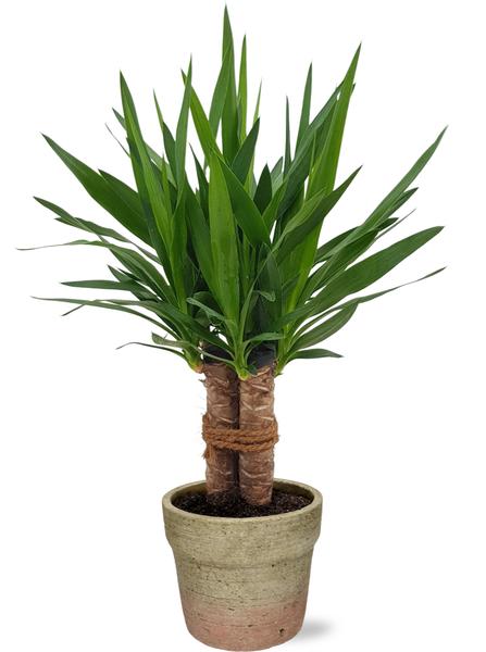 Yucca "Tres Cañas" Stam - Ø19cm - ↕70cm + Invorno Pot D20x18cm - Naturel