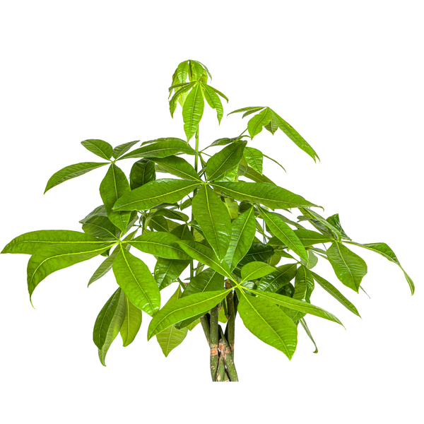 Pachira Aquatica zonder pot