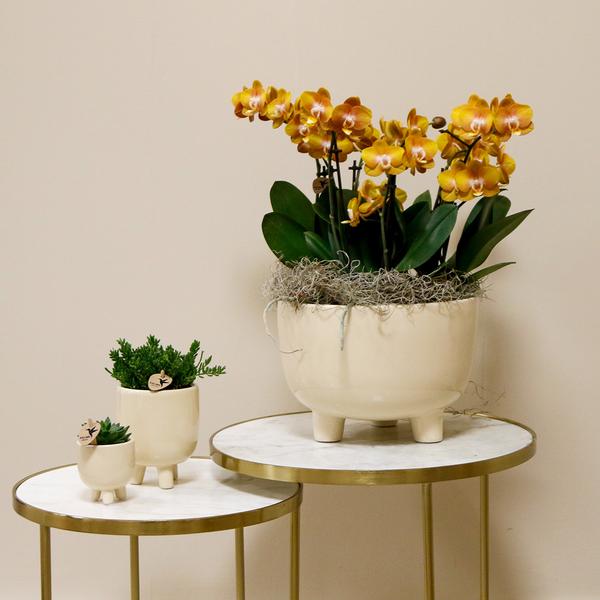 Mono Bouquet oranje in Gummy dish inclusief Waterreservoir