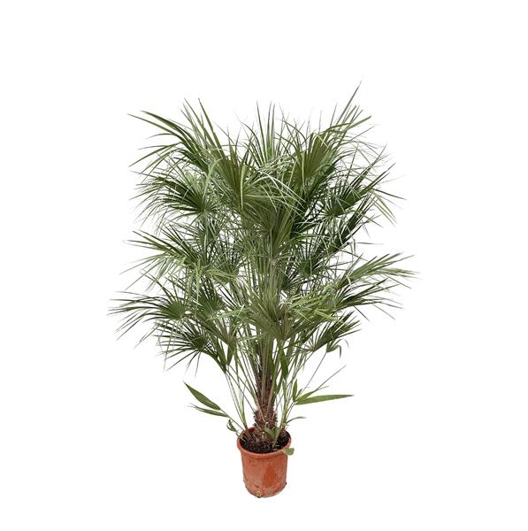 Chamaerops Humilis-Strauch – 170 cm – Ø30