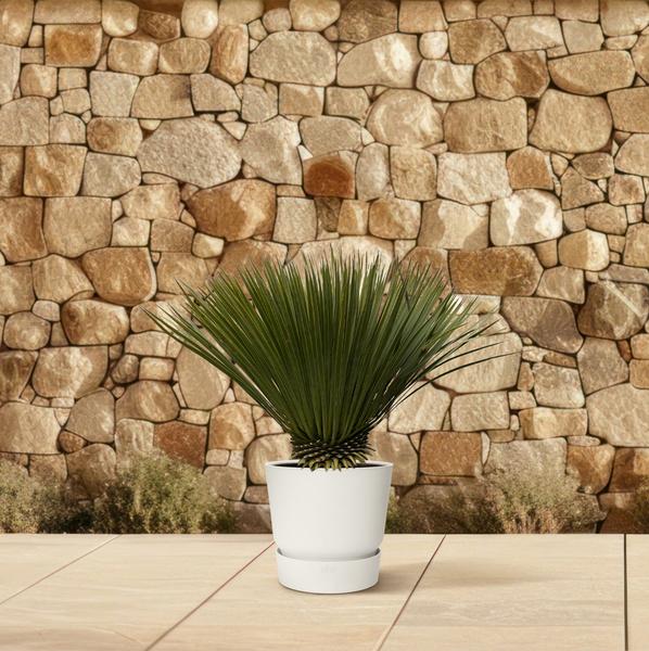 Yucca Rostrata – 80 cm – Ø27