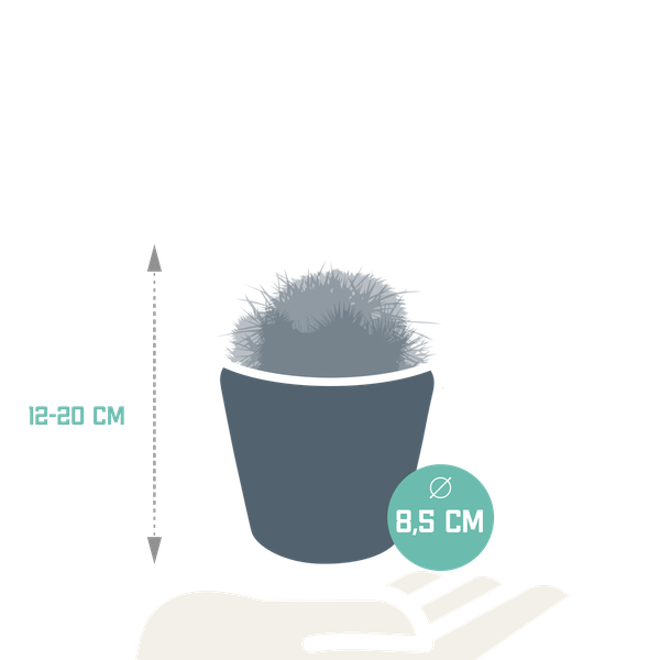 Bolcactus mix 8,5 cm | 3 stuks - in Mexicaanse pot