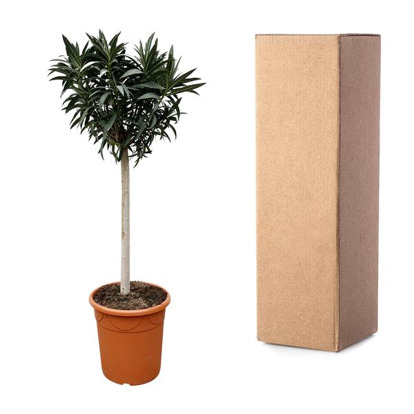 Nerium Oleander auf Stiel mit rosa Blüte – 200 cm – Ø35