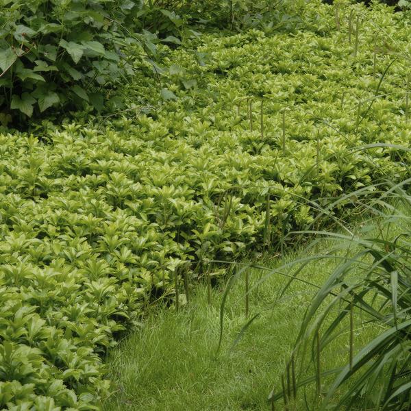 Pachysandra term. &