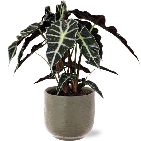 Alocasia Polly - Ø17cm - ↕45cm + Aresso Pot D18x16,5cm - Grijs Groen