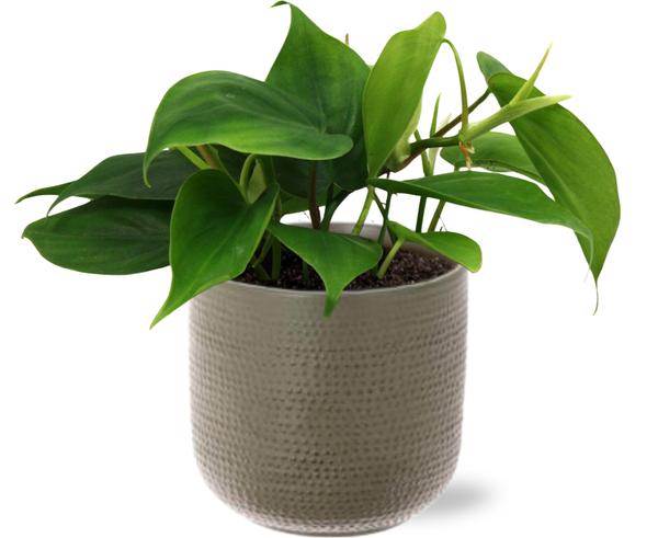 Philodendron Scandens - Ø12cm - ↕20cm + Aresso Pot D13x12,5cm - Grijs Groen