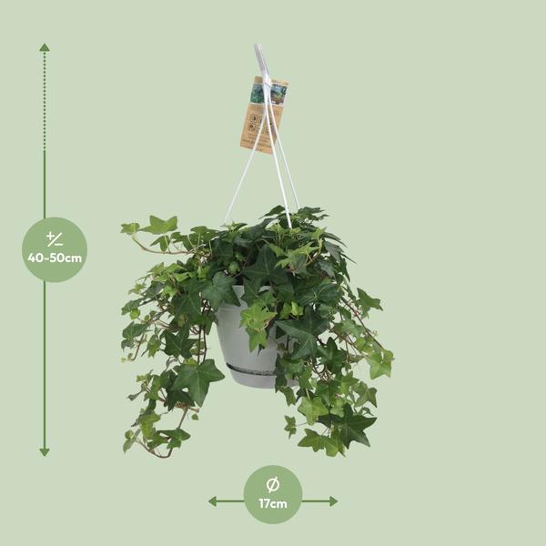 Hedera Helix Green - Hanging Pot White / Basic - Ø17cm - ↕cm