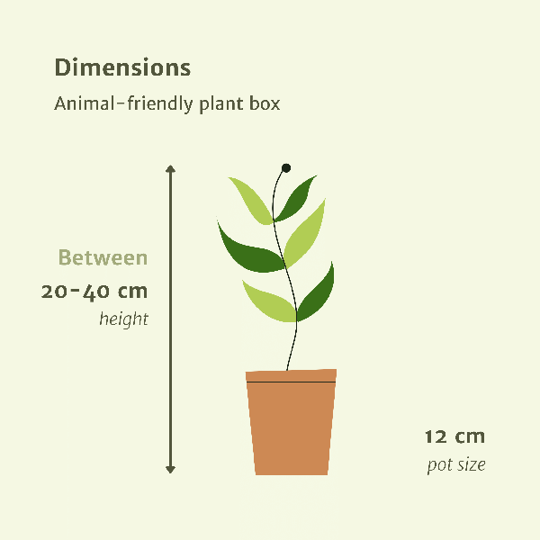 Diervriendelijke Plantenbox bevat vier prachtige kamerplanten