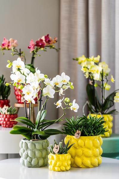 Citrus pot yellow 6 cm