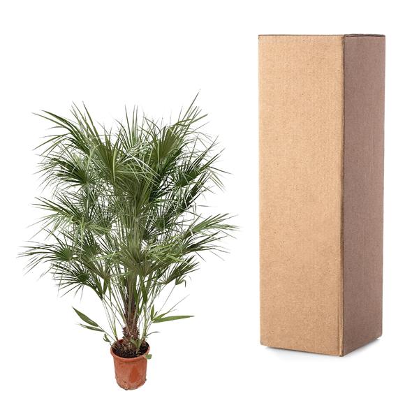Chamaerops Humilis-Strauch – 170 cm – Ø30
