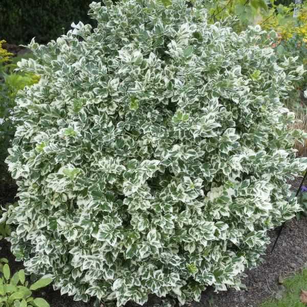 Euonymus &