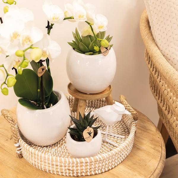 Bowl bloempot witte keramieken sierpot potmaat