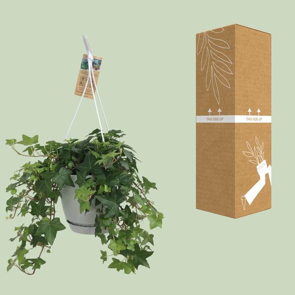 Hedera Helix Green - Hanging Pot White / Basic - Ø17cm - ↕cm