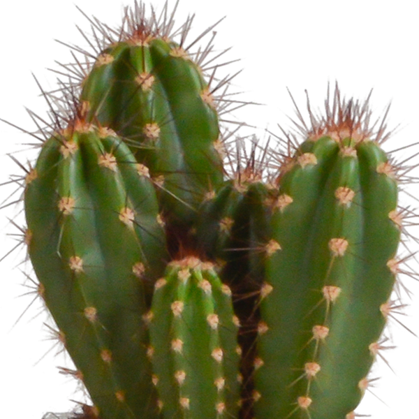 Cereus mix 10,5cm - 3x - in witte pot